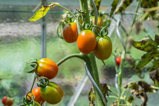 Glazen kas met rode en groene onrijpe tomaten, Duitsland - Foto, afbeelding