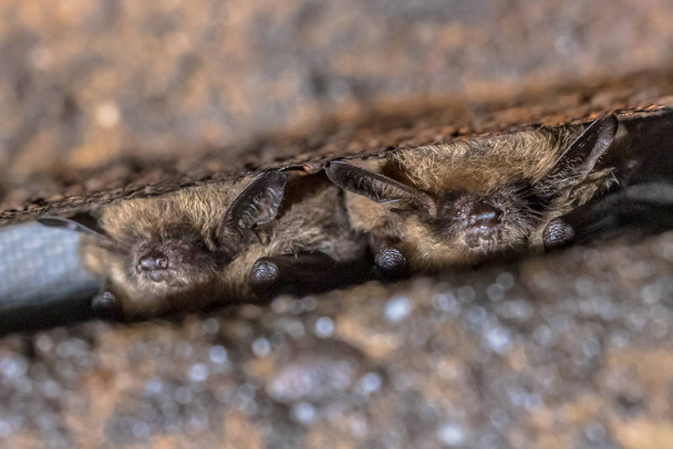 Δύο νυχτερίδες σε χειμερία νάρκη - Φωτογραφία, εικόνα