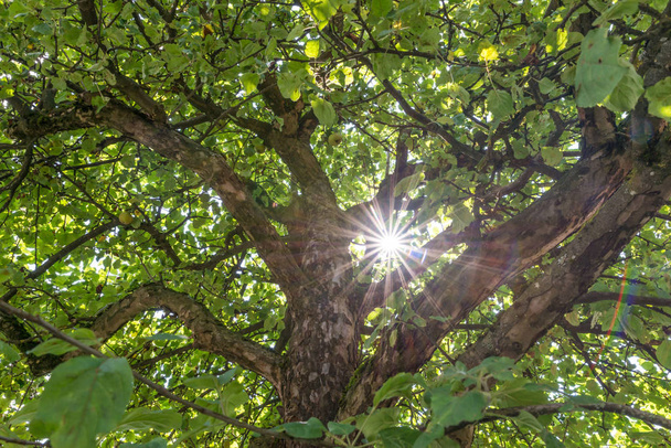 Сонячні промені, що світяться крізь купол яблучного дерева в саду (Німеччина). - Фото, зображення
