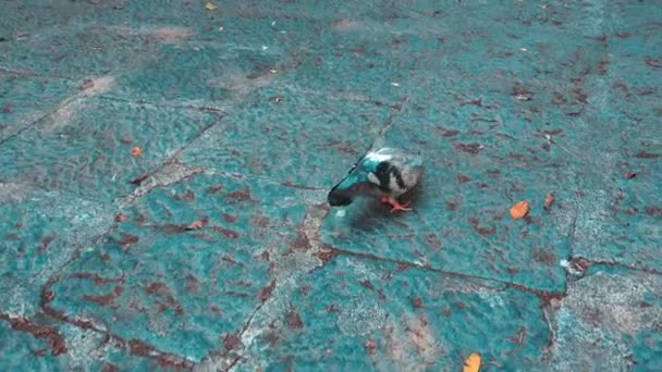 Pigeon walking on the road in the city center and eating seeds - Materiał filmowy, wideo