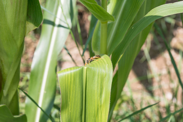Оса сидит на листе кукурузы и греется на солнце, Германия
 - Фото, изображение
