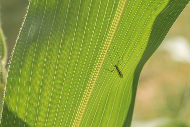 Mosquito sitting on the underside of a leaf of a corn plant and hiding from the sun, Germany - Photo, Image