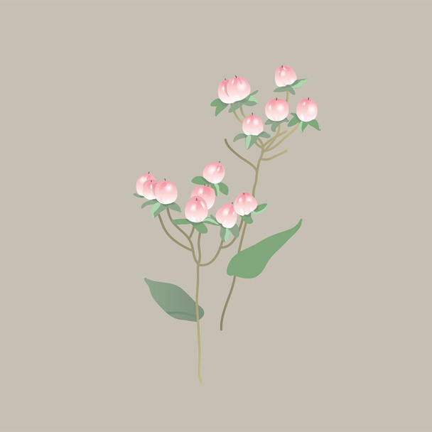 Hypericum pink. Floral berries. Botanical illustration. Plants for bouquets. Branch with berries. - Vektor, kép