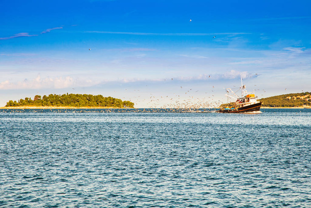 Стая чаек следует за рыбацким судном на Адриатическом море, приближающимся к береговой линии Истрии, Хорватия
 - Фото, изображение