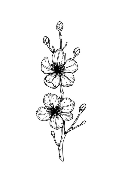 Hand drawn cherry branch in bloom. Vector illustration in sketch - Vector, afbeelding