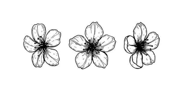 Set of spring cherry flowers. Vector illustration in sketch styl - Vector, Image