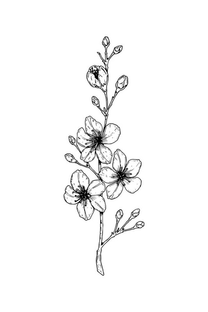 Hand drawn cherry branch in bloom. Vector illustration in sketch - Vector, Image