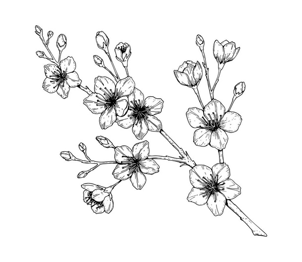 Hand drawn cherry branch in bloom. Vector illustration in sketch - Vector, Image