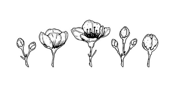 Set van lente kersen bloemen en knoppen. Vector illustratie in sk - Vector, afbeelding