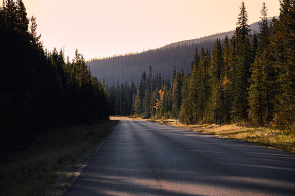 Autopista de asfalto en bosque de pinos de otoño en el parque nacional
 - Foto, Imagen