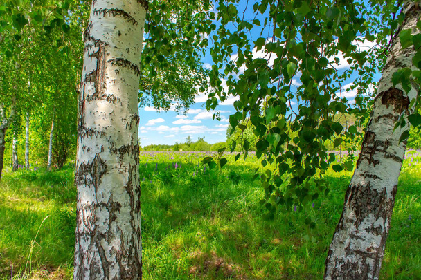 Birchwood in a sunny summer day in Russia. Natural background. - Фото, зображення