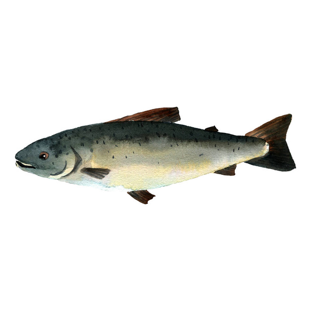 salmon, watercolor drawing fish - Foto, Imagen