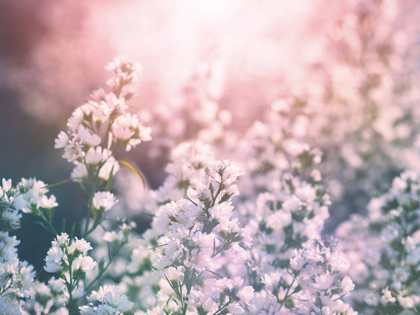 λευκά λουλούδια από την Ιταλία ή Michaelmas Daisy (Aster Amellus) - Φωτογραφία, εικόνα