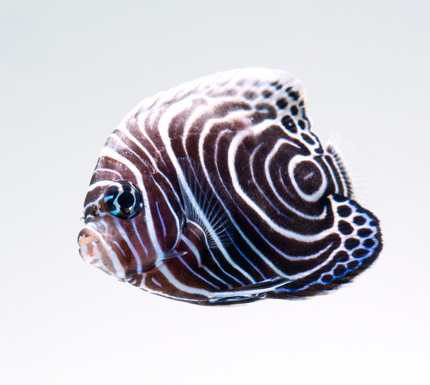 Emperor Angelfish - Photo, Image