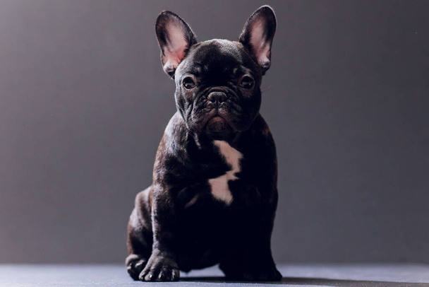 Close-up Portrait of Funny Smiled French Bulldog Dog and Curiously Looking, Front view, Isolated on black background. - Foto, afbeelding