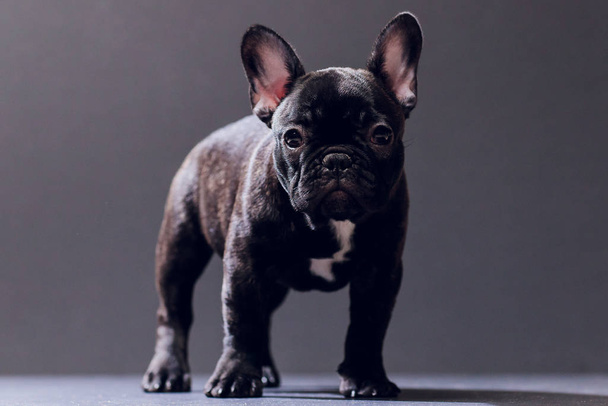 Close-up Portrait of Funny Smiled French Bulldog Dog and Curiously Looking, Front view, Isolated on black background. - Foto, Bild