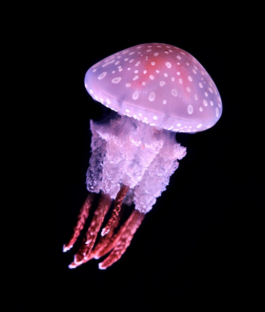 Jellyfish - Φωτογραφία, εικόνα