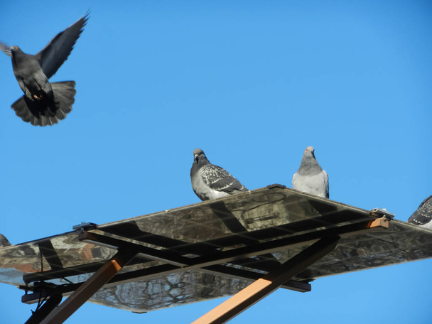 linnut istuvat aurinko paristot taustalla sininen taivas
 - Valokuva, kuva