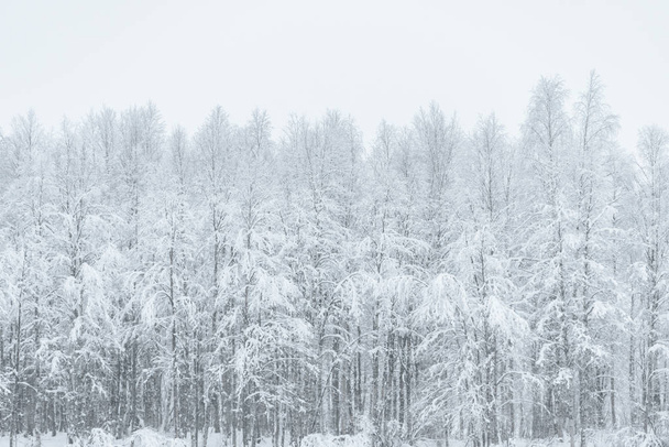 The forest has covered with heavy snow and bad weather sky in wi - Foto, afbeelding
