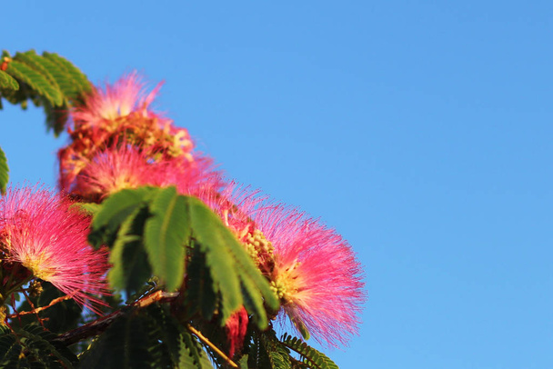 Fleur rouge mimosa fleurie avec des branches vertes contre un ciel bleu par temps clair ensoleillé. Les plantes tropicales créent une ambiance merveilleuse. Jardins botaniques et vergers. Carte de vœux. Bouquet naturel
 - Photo, image
