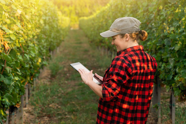 A woman farmer examines the vineyard and sends data to the cloud from the tablet. Smart farming and digital agriculture. - Fotografie, Obrázek