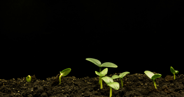Cultivo de plantas de pepino verde lapseshifted tiempo a un lado. Timelapse siembra, primer plano naturaleza agricultura disparar. Germinación vegetal del suelo
 - Imágenes, Vídeo