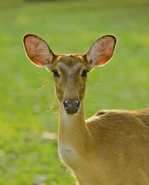 Female deer - Photo, Image