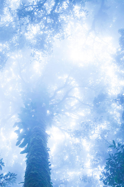 Bosque tropical antiguo en brumoso azul
. - Foto, Imagen