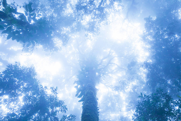 Ancient tropical forest in blue misty. - Photo, Image