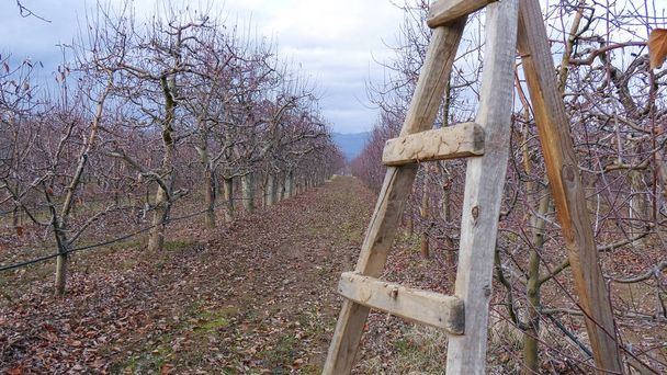 huerto de manzanas podadas en invierno
 - Foto, imagen