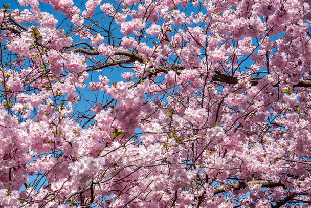 Růžové květy textura na jaře - Fotografie, Obrázek