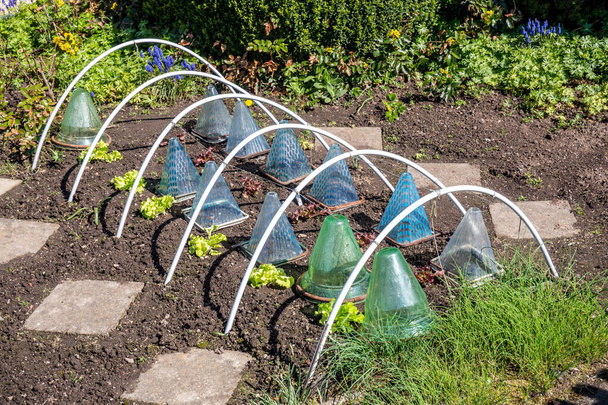 Greenhouse in the garden bed - Photo, Image