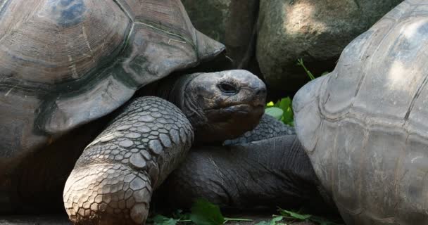 Гигантская черепаха Альдабра (Aldabrachelys gigantea) на острове Куриёз (место успешной программы сохранения дикой черепахи) острова Праслин на Сейшелах - Кадры, видео