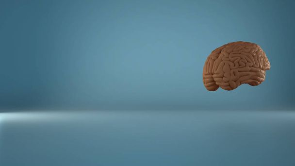 Human floating brain on blue background, human intelligence concept, anatomical accurate model. Copy space - Photo, Image