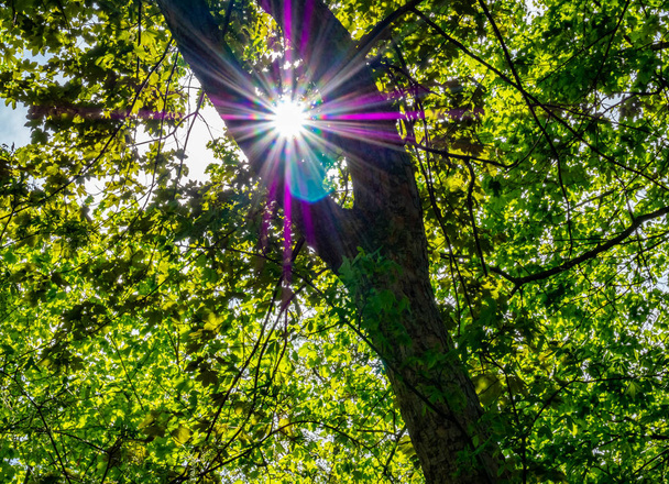 La luz del sol inundó la naturaleza del bosque caducifolio
 - Foto, Imagen