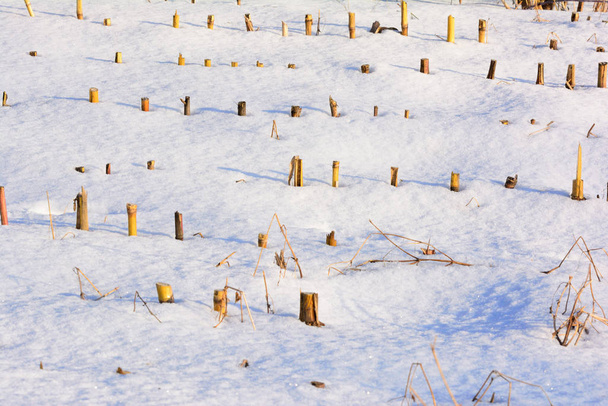 Kış boyunca mısır tarlalarında sıralanmış mısır sapları - Fotoğraf, Görsel