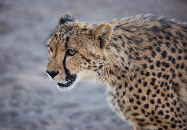 Closeup portrait of a big Cheetah wild cats striking yellow eyes and black nose. The fastest animal in the world. Namibia - Photo, Image