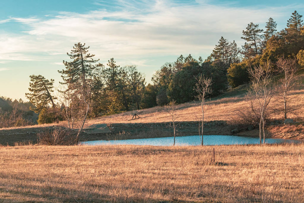 Rural autumn California winter scene blue duck pond, small lake with pine and oak forest behind and dry grass in foreground - Photo, Image