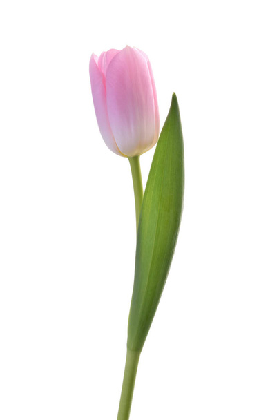 flor de tulipa rosa isolado sem sombra recorte caminho - Foto, Imagem