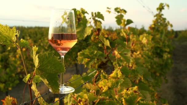közelkép kilátás kilátás üveg rózsa bor acél vezetékek a reggeli fény a szél mozgó zöld szőlő levelek és kék ég a háttérben - Felvétel, videó