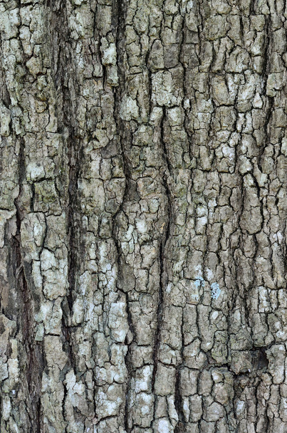 Old Wood Tree Texture - Φωτογραφία, εικόνα