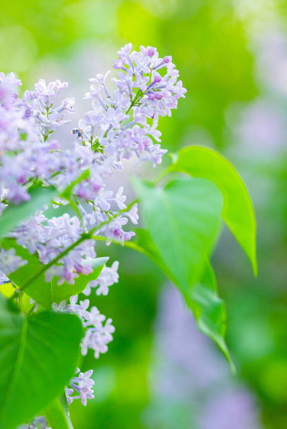 Spring branch of blossoming lilac. Lilac flowers bunch over blurred background. Purple lilac flower with blurred green leaves. Valentine's day. Copy space - Fotó, kép