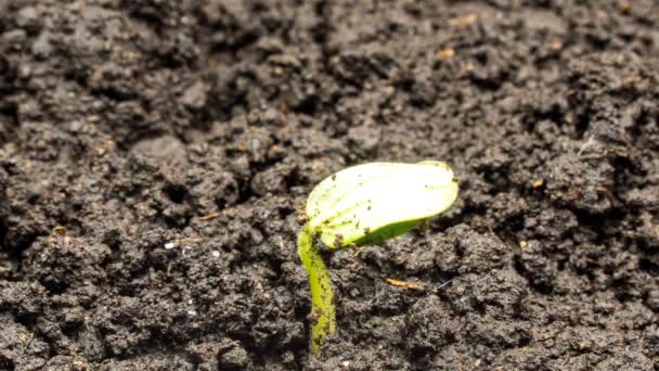 Cucumber sprout sprouts from the ground, time lapse, macro - Footage, Video
