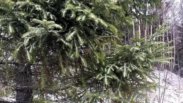 Snowfall in the Northern wild forest. Winter landscape of snow and trees. - Video