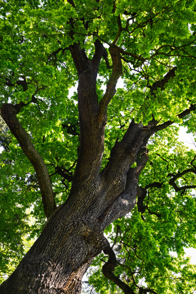 Old oak tree - Photo, Image