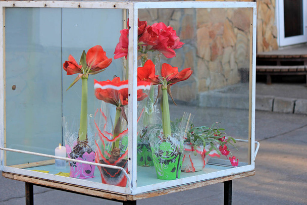 kukat myytävänä lasisessa lämpimässä laatikossa
 - Valokuva, kuva