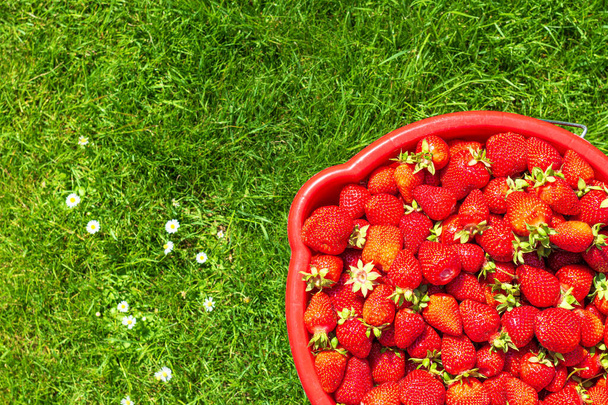 Vers geplukte aardbeien in een rode emmer op een zonnige dag in de tuin - Foto, afbeelding