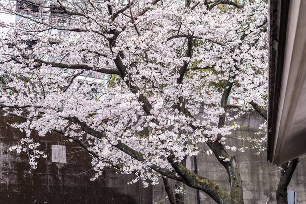 Sakura άνθη κερασιάς πλήρη άνθιση στο πάρκο Asukayama - Φωτογραφία, εικόνα