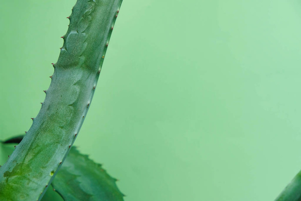 Колючий лист голубой агавы с отпечатками на фоне акваментовки в Украине. Копирование пространства
. - Фото, изображение