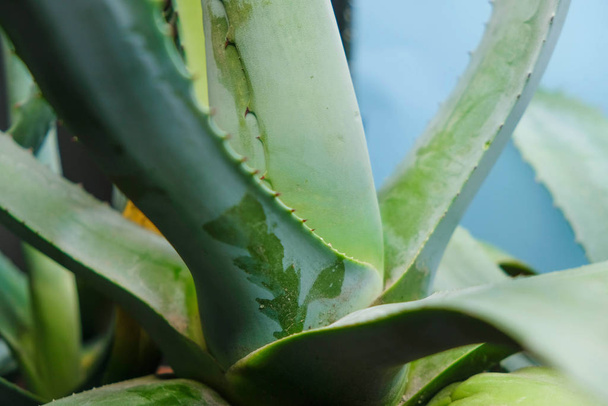 The core of blue agave with prints on barbed leaves in Ukraine. - Photo, Image